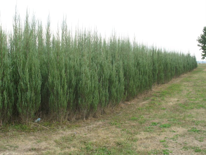 Juniperus virg. Skyrocket